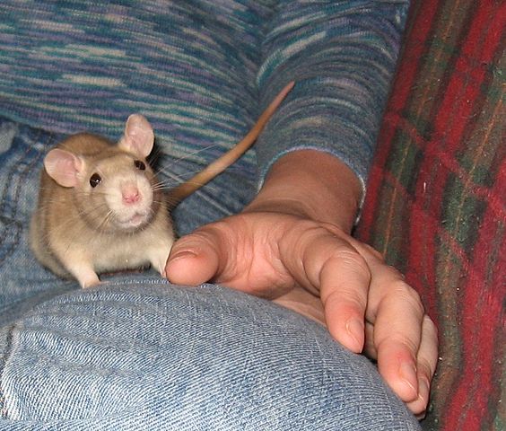 RATS!!!!